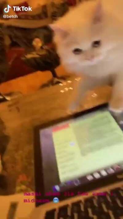 You ever seen a cat go from 9 to 8 lives?