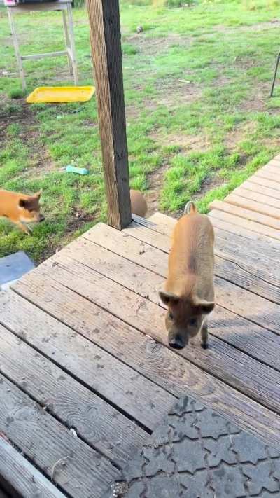 Update. My half feral/half Kunekune pigs are no longer feral.