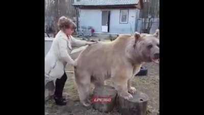 B I G B O Y E brushy brushy