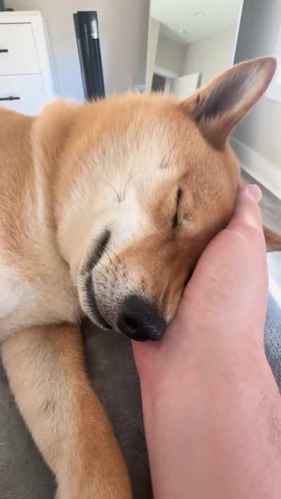 He fell asleep in my hand so naturally I couldn’t move until he woke up