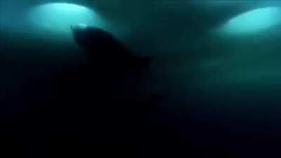 Seal accidentally scares baby polar bear