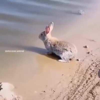 Conejo nadando 😎😎