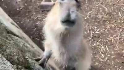 Social baby introducing itself