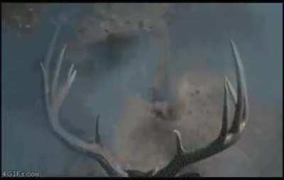 That's not a goat that's a...