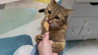 Cat Ice Cream Is Not A Myth At All!