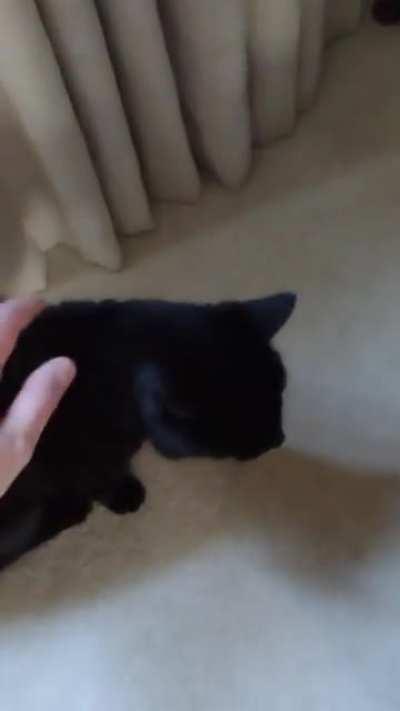 Meet Lettuce, 19, deaf and apparently partially blind, likes sunbeams and shouting at things.