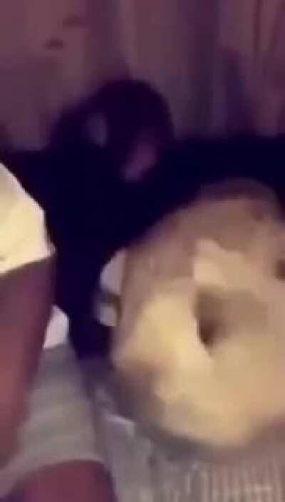 Se la re banca el mono