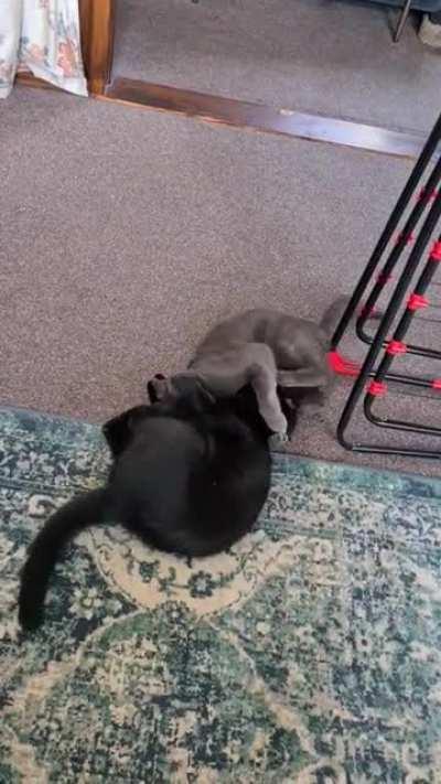 No winners in jerkdom