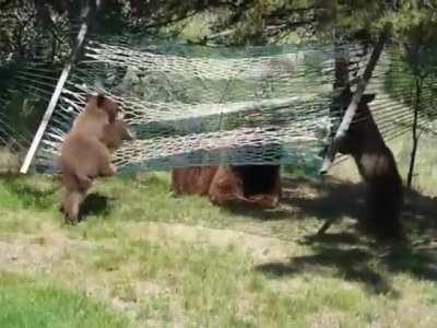 Some grizzly bear cubs trying to figure out a hammock while their mom relaxes nearby