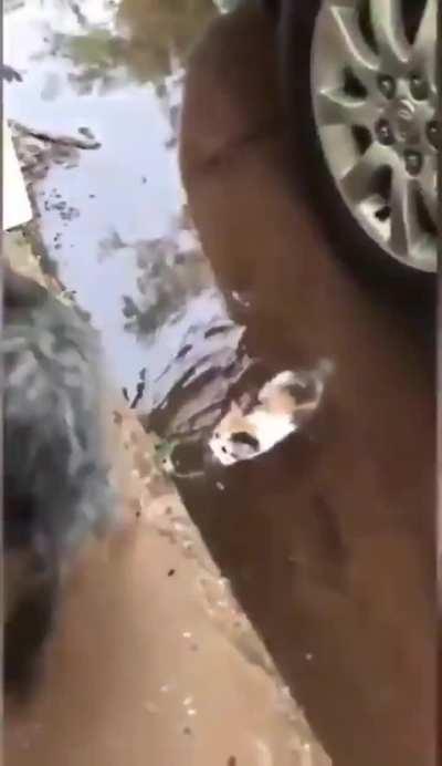 Dog bringing home a stray kitten