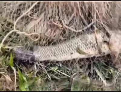 The man caught a fish