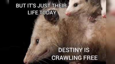 Mr. Brightside Possum Version