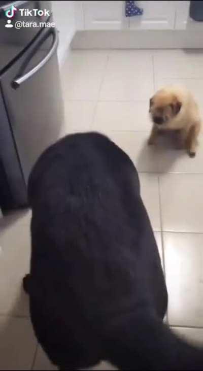 They say this sound perfectly matches the last video in your phone. I wholeheartedly agree