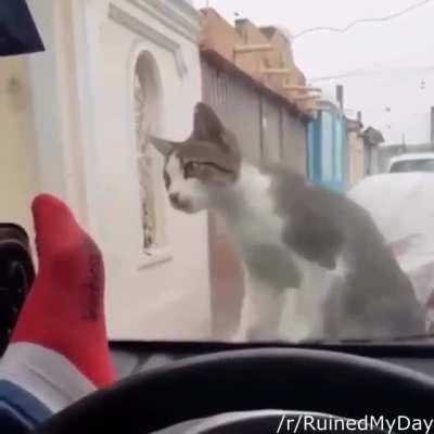 Here kitty kitty.....