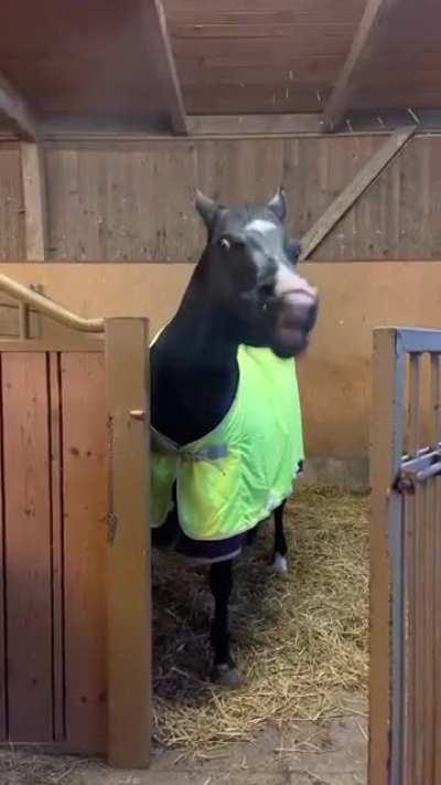 Hello human i am derp