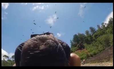 to know how to deal with a swarm of bees