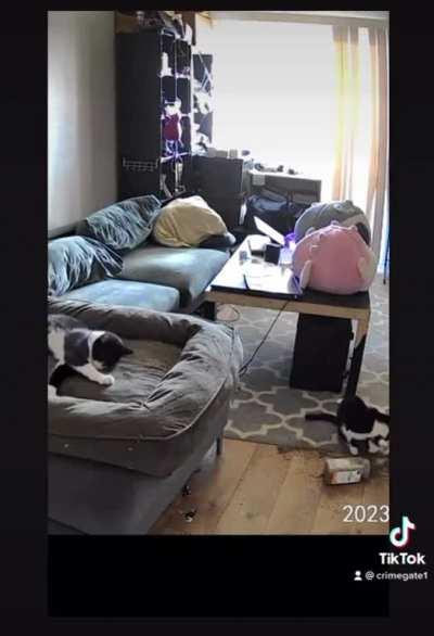 My dog aided & abetted my cats into getting into catnip [oc]