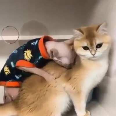 Thanks I hate pedo Gollum