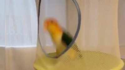 Birdie Trampoline!