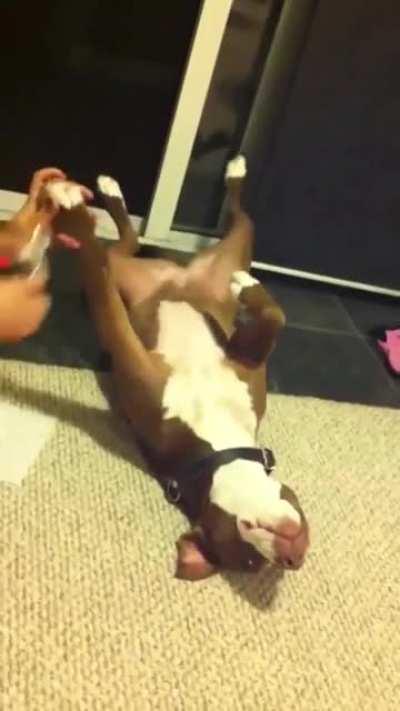 pooR DOGGO fainTS iN PAin aFtEr Evil HuMan choPs OFf heR TOes