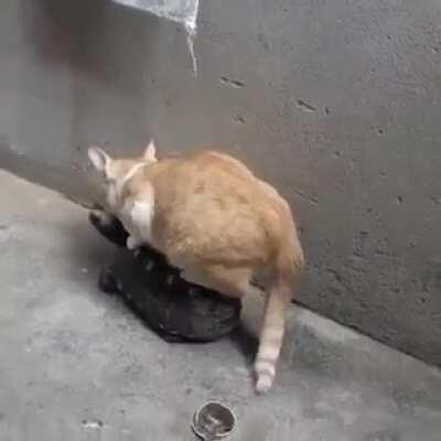 Poor turtle bullied by the evil cat