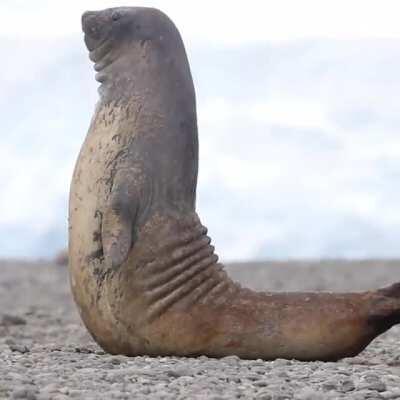 Southern elephant seal yoga