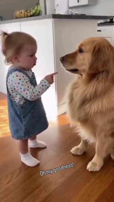 goldenretrieverpuppy