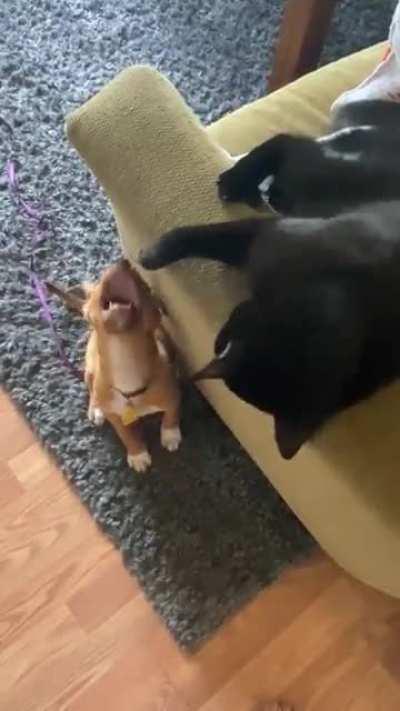 Cat getting some training in.