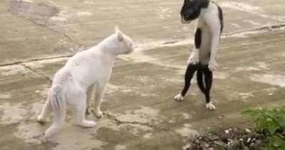 Cat fight