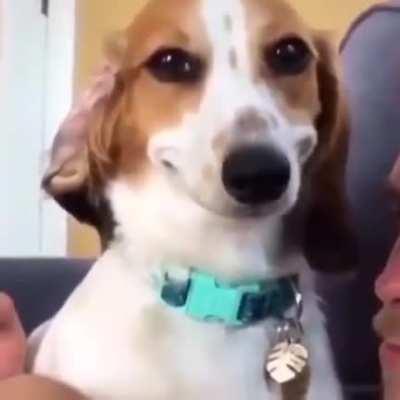 Sorria chat, você está sendo filmado