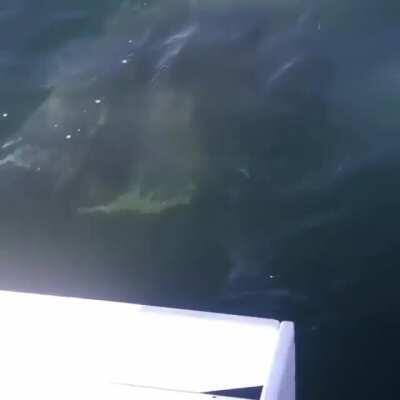 Well that's gonna ruin the water skiing trip.