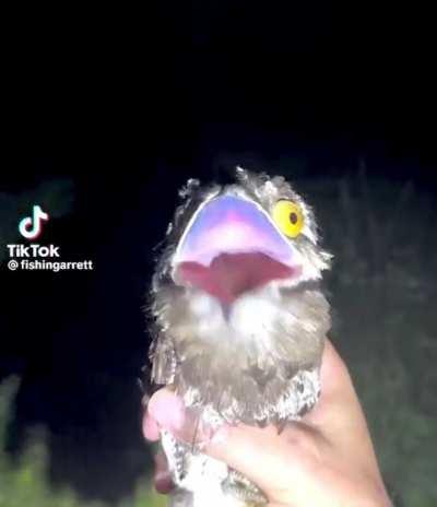 just caught dinner lmao