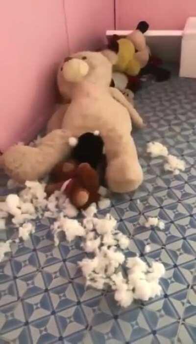 Эйс Вентура