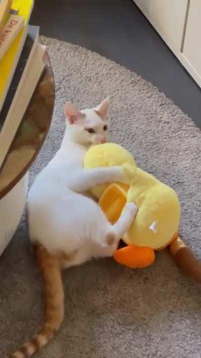 My cat brings random items he finds in the attic :)