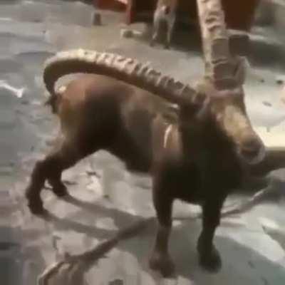 God's design. For the asshole.