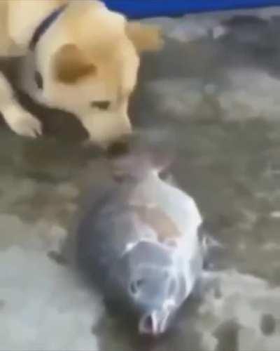 Blursed_pls live, do not die my friend, I will save you at any cost resist