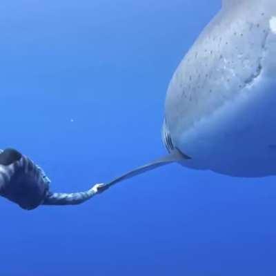 Большая белая акула