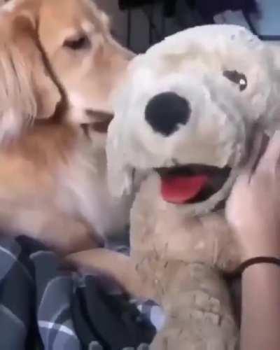 DogGO goeS INtO JealOUs RaGe, CoMmitS MURdeR on CAMera!!!