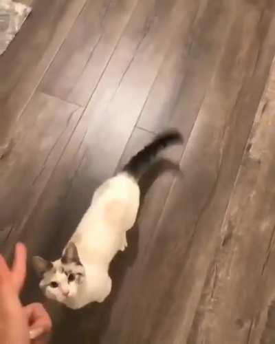 InNoCeNt KiTtEn BrUtAlLy sHoT bY OwNeR