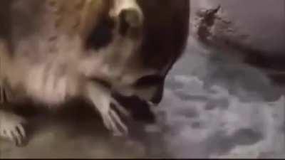 Енот и сахарная вата