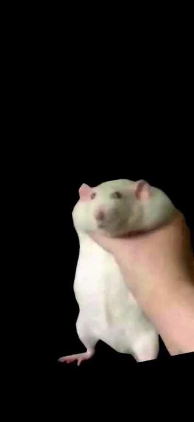 Since you fat rats wouldn't make this, I made it instead. It's an iPhone 11 Wallpaper, but should work with most phones, and if you convert it to a Live photo, It should shake.