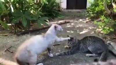 What ritual is this?