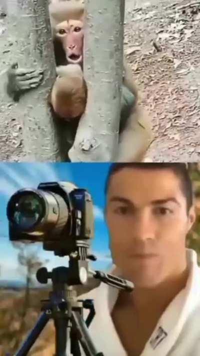 the best job in the world