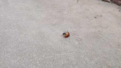 Emerald Cockroach Wasp chases down a Cockroach and paralyzes it. This species has been introduced to tropical areas throughout the world for the control of cockroaches.