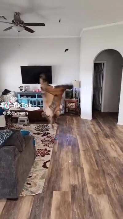 Dogs vs balloon
