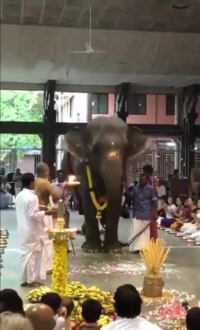 Elephant enjoying Gaja Pooja at Amritapuri Ashram, Kerala