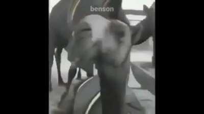 lolis are cringe guys