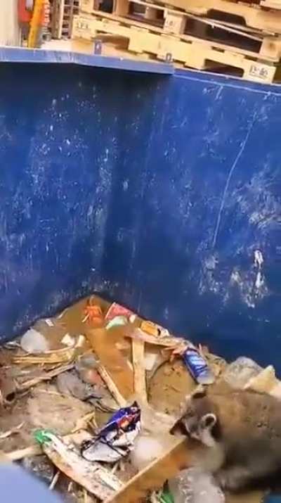 🔥 A raccoon using a piece of wood to get out of a trash can