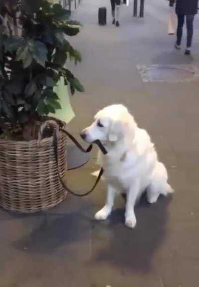 “A Good Boy, Keeping An Eye On Himself”