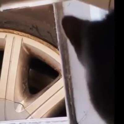 Your Local Nip Dealer